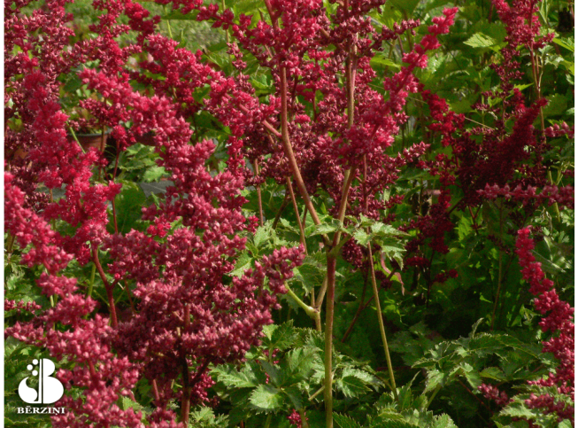 Astilbe   'Alive and Kicking'